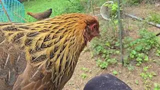 17 Week Old Welsummer Chicks- the Wattle-less Woman is STILL Wattle-less