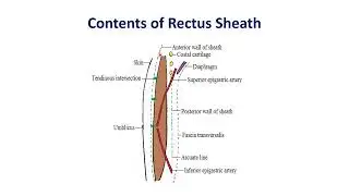 Rectus Sheath & its Contents