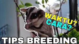 TIPS BREEDING SUGAR GLIDER BUAT PEMULA DI TAHUN 2025!!
