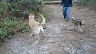 Carolina Dog jumping over a fallen tree