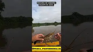 pescaria de camar&atilde;o gigante pego de anzol