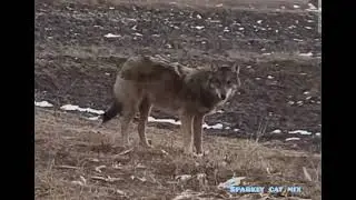 Волк рядом с нами