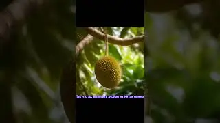 Можно ли вывозить из Китая дуриан? #food #durian #fruit #travel