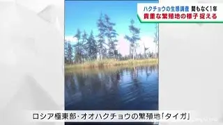 ハクチョウの渡りのルートや生態を調査　ハクチョウ目線の貴重な画像も　宮城・伊豆沼