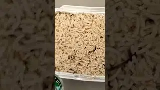 Free Food - oman hospital #visualdiaries #travel #oman #trending #shorts #shortvideo #viral #tamil