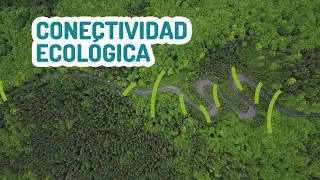 Conectividad Ecologica