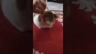 #cat #funny #viral #viralvideo #shortvideo #shorts