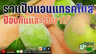 ราแป้ง ราแอนแทรคโนส ราดำรักษาและป้องกันได้ สวนแม่พารวยแนะนำยารักษา