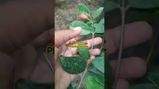 cherry 🍒 variety chadaber cherry #tamil #rare#sweet#tastyfood #vlog#rosenursery #update #new#trendy