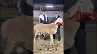 арашан#arashan#kirgistan#arashanuz#animals#uzbekistan #kazakhstan#original#topnews#reels#rek#uzbek