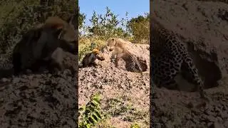 A Hyena Distracts A Leopard From Attacking Warthog
