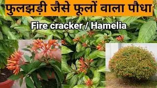 Hamelia/ Firecracker/ Firebush plant care #naturetreasure