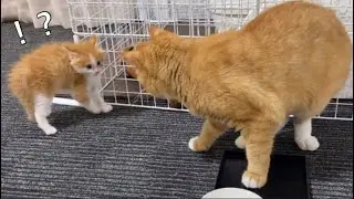 先住猫との初対面！やんのかステップが可愛い子猫【子猫成長日記#11】