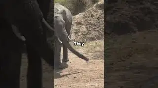 Elephants  The Fast Walkers! 2025#shortsbeta #facts #animallife