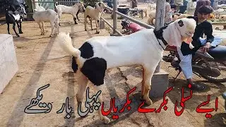 Aisi Nasli Bakriyan Pehli Baar Dekhi! 😍 | Sasty Rates | Mandi Kay Rang 2025