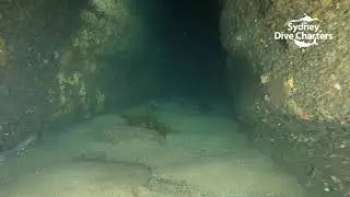 Deep Diving Sydney Technical dive Doubt Reef offshore best dive site