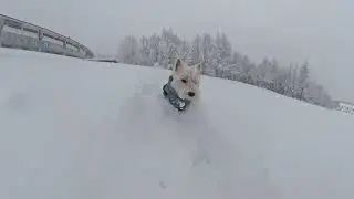 Westie Run Two