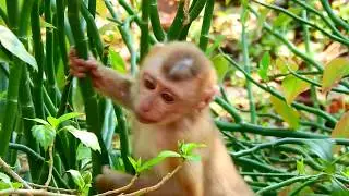 Monkey Axel goes searching his daily food