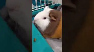 piggy in a deep sleep #guineapig