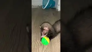 Those little noises 😍 #animal #ferret #pet #cute #petferret #ferretfun #adorable #dooking