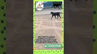 #perro valiente cuida la #escuela todos los d&iacute;as #dogs #pets #argentina #espa&ntilde;a #mascotas #cachorro