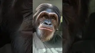 TOO LATE FOR LOVE #defleppard #love #late ##rock #rocknroll #rockmusic #80s #80smusic #chimpanzee