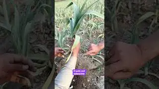 G1 garlic in pakistan #g1garlic #ytshorts #shorts