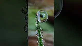 Nature&rsquo;s Perfect Crystal 💧 | Stunning Macro Water Drop on Grass | Ultra HD Nature Beauty #shorts