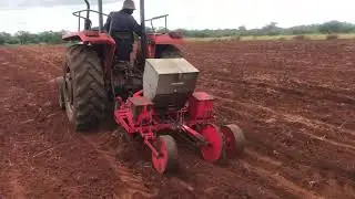 CARTHAMUS TINCTORIUS KIAMA VARIETY PLANTING DEMONSTRATION