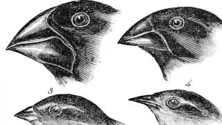 Biodiversity hotspot case study: Gal&aacute;pagos
