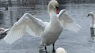 Relaxed Swan Family Continues Feeding (Mr Mark And Diamond)