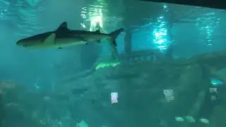 Sochi Discovery World Aquarium - большой Сочинский океанариум, русалки часть 2