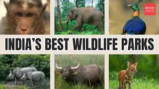 India's Wild Side! Top 10 Wildlife Parks You MUST VISIT To Experience Breathtaking Animal Life