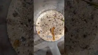 Самый СКРЫТНЫЙ Шестиглазый Песочный ПАУК #shorts