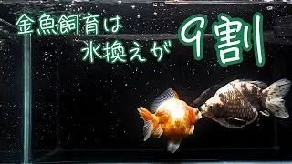 金魚飼育は水換えが9割│Goldfish Care: 90% of Success Comes from Water Changes