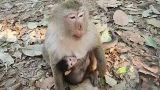 Wildlife monkeys in Amber troop - Monkey Wildlife 466