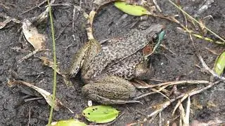 Green Frog (Rana Clamitans)