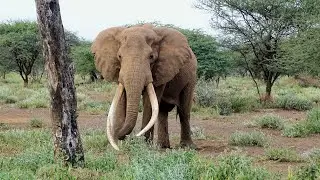 Kenya --  Craig the Elephant