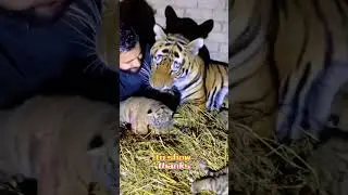 Смотритель зоопарка решил спать рядом с тигром.