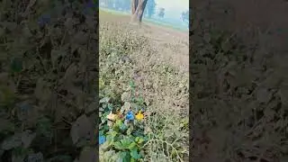 #good morning#video real#🏇🏇🌹👍