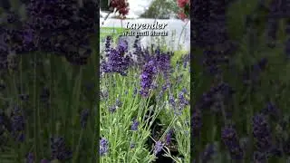 What Perennials NOT to Prune Back in the Fall!