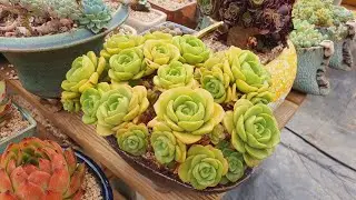 #김해다육이세상😍이웃님키핑장다육아이들 같이 힐링해보아요🌼🌸22.7.6/korean succulents plants 💖