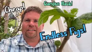 Incredible DIY Gardening Hack for Unlimited Figs in Cold Winter Climates! & Farm Tour!