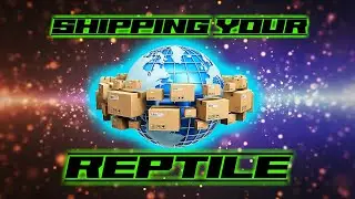 How To Ship Reptiles In The UK