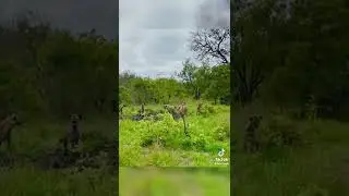 male lion defends lioness from hyena attack