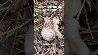Schnecke dreht ihr Schneckenhaus! 🐚