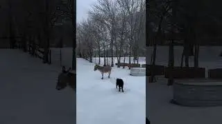 Hooves on ice asmr