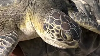 Look out for cold stunned sea turtles