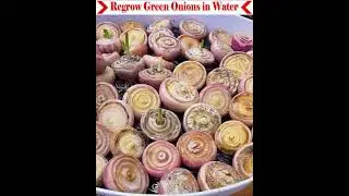 Re-grow green onions in water very easily. #gardening #easyfarming #farming #viralvideo 