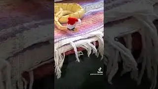 amazing snake video 2022 #snake #snek #2022 #shorts #video